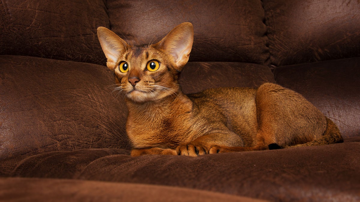 Gato abisinio acostado mejores razas de gatos