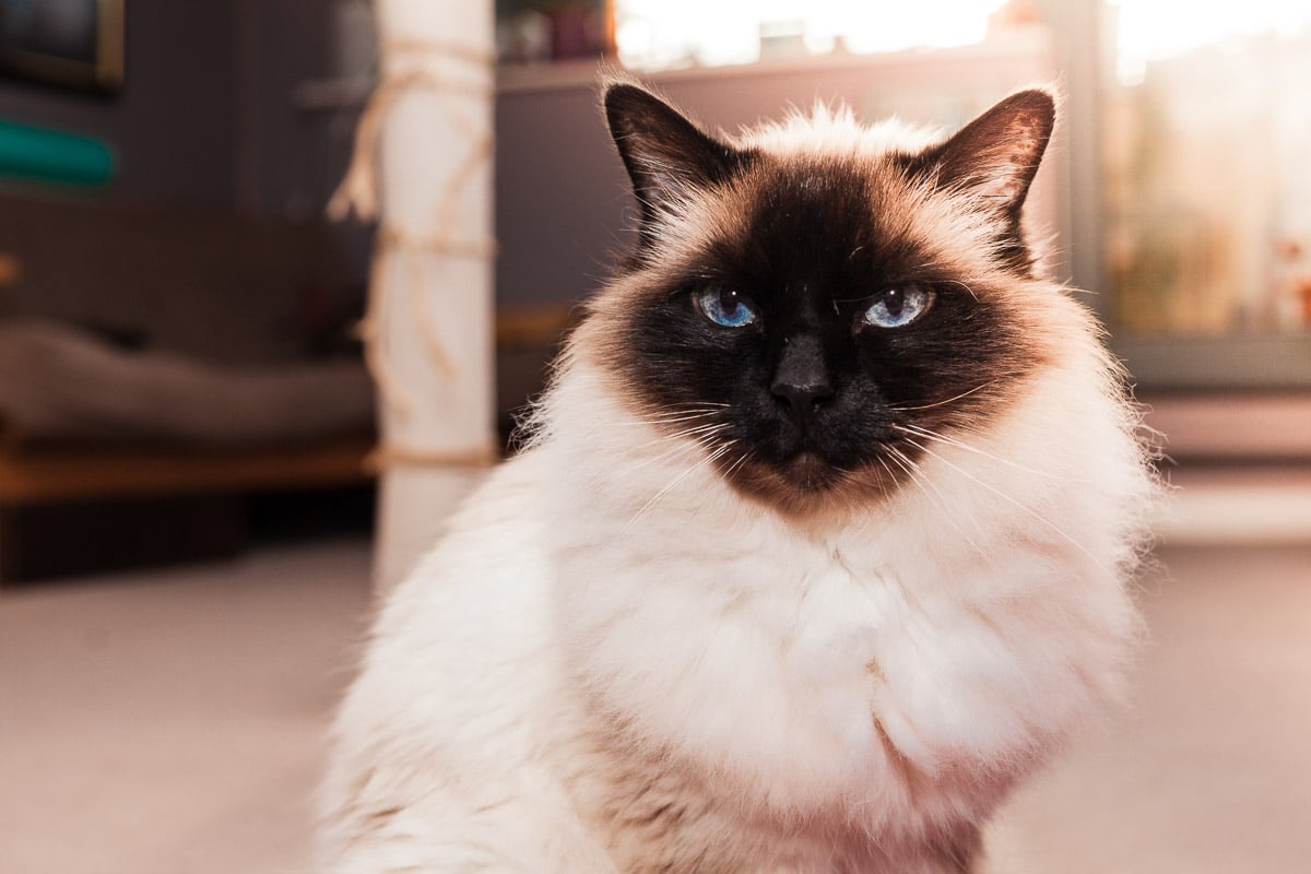 Gato de Birmania en casa en un día soleado