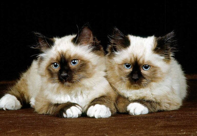 17 Cat Breeds That Don't Shed or Shed Less than Others (2022) I