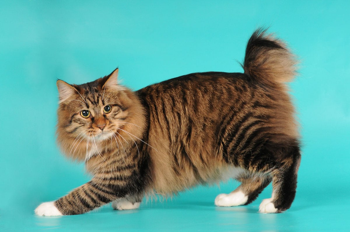 Bobtail cat portrait