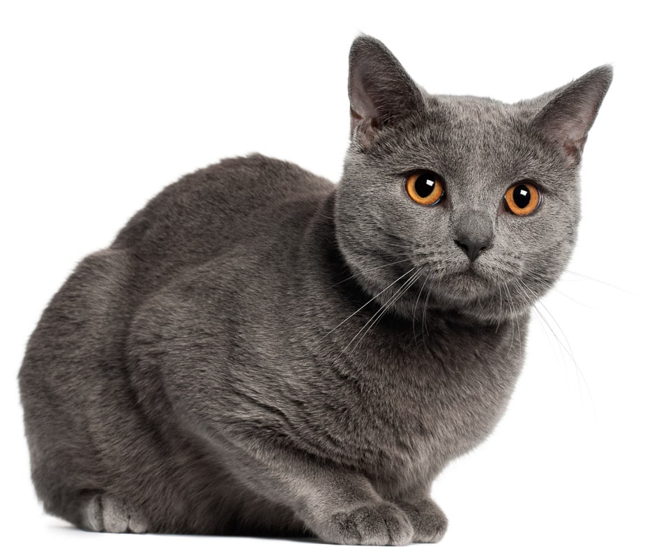 Chartreux cat, 10 months old, in front of white background one of the rare cat breeds