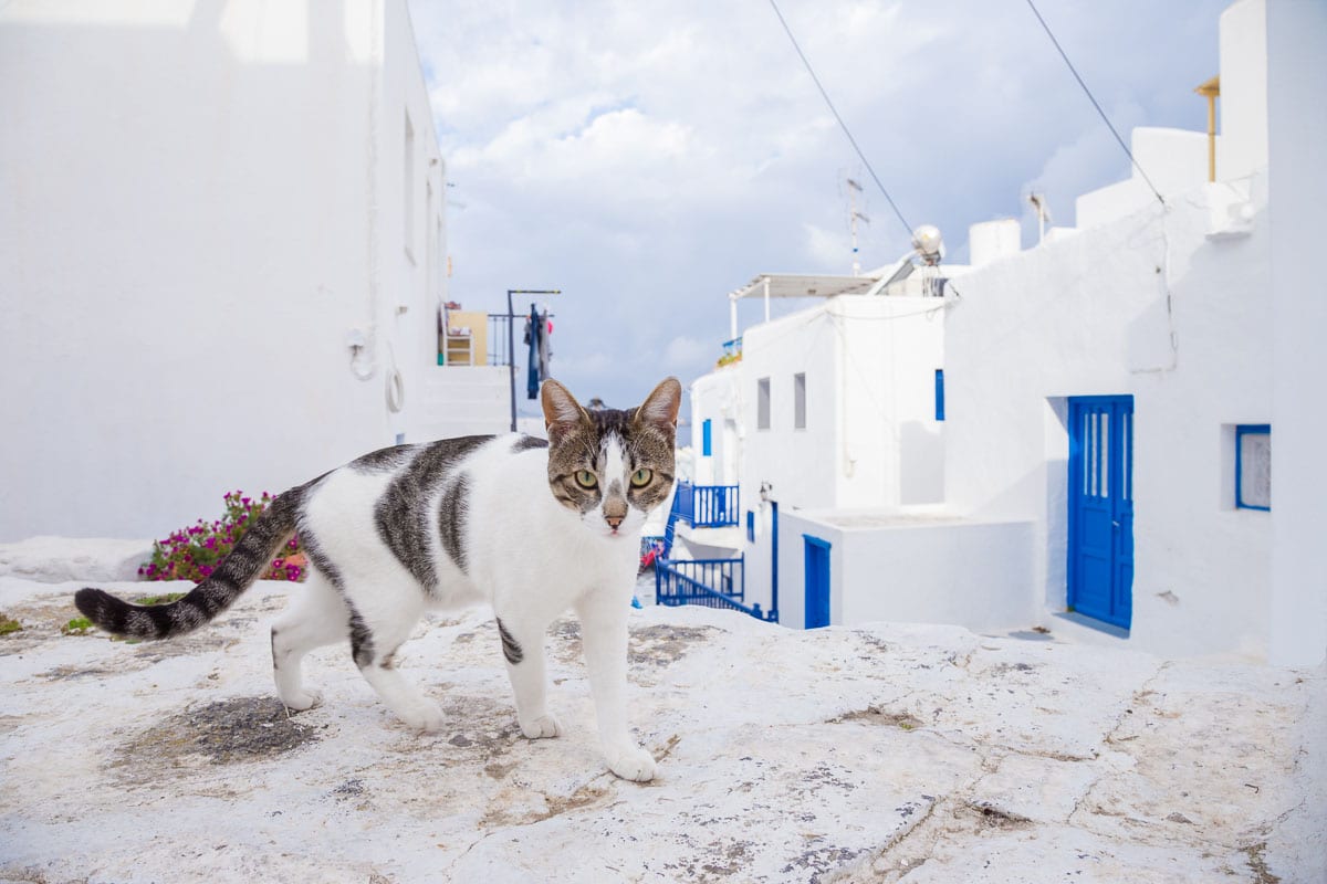 grey and white cat on white streets of mykonos with a greek cat names