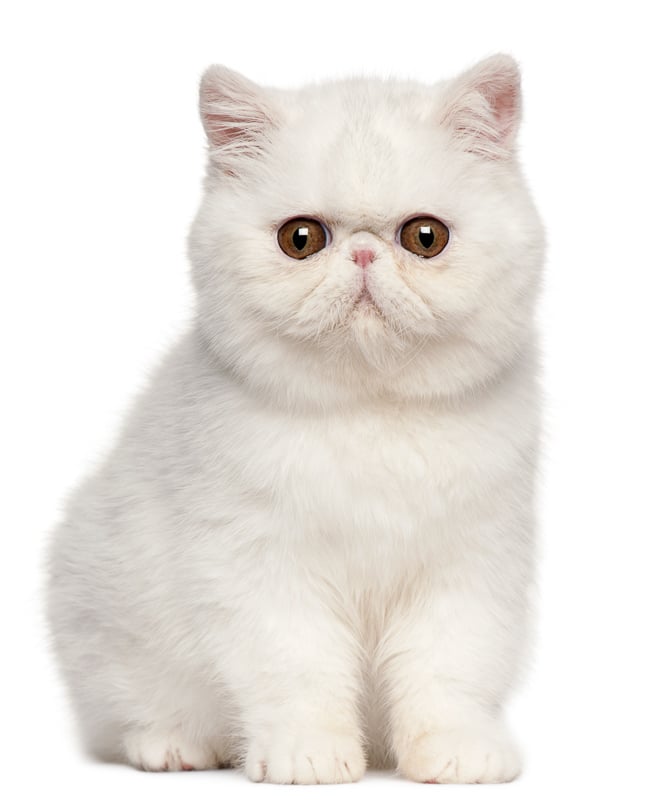 stuart little cat breed