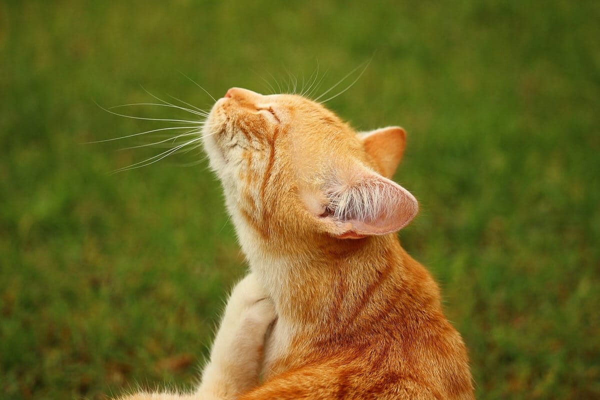 Ginger cat-scratching itself