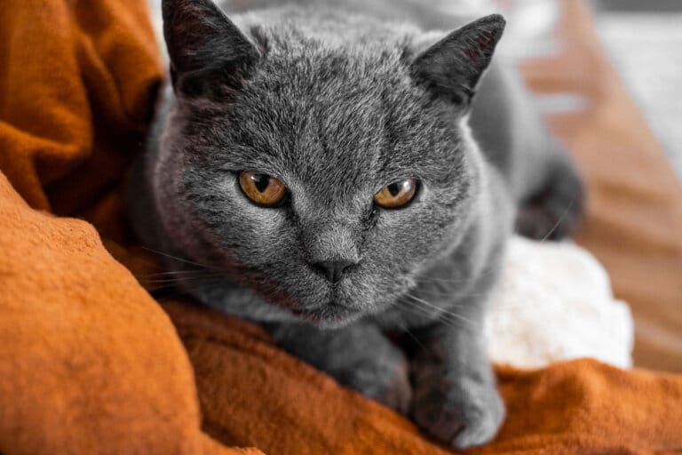 22 Rare Cat Breeds | Uncommon Domestic House Cats