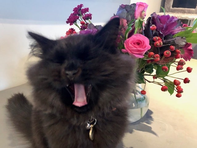 black cat yawing with eyes closed and tongue out and flowers in background