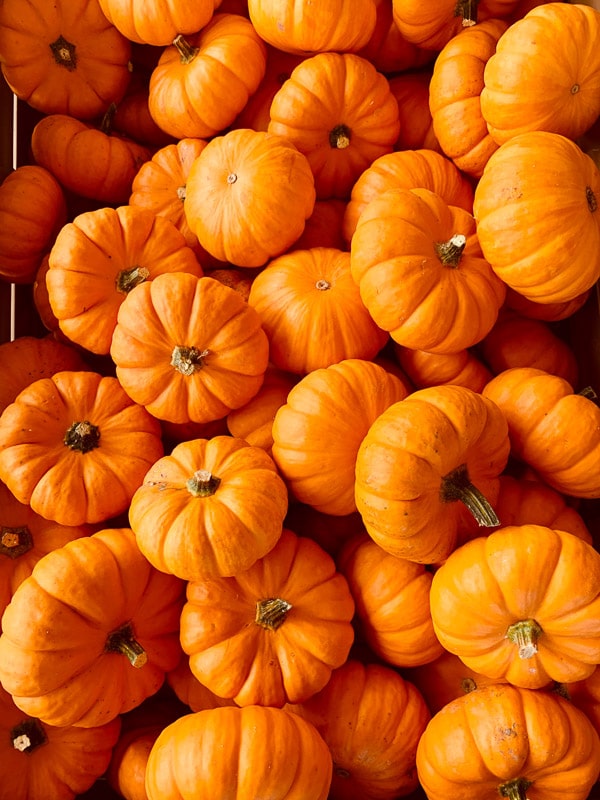 12 Best Cat Food Names You'll Love 11 Multiple pumpkins
