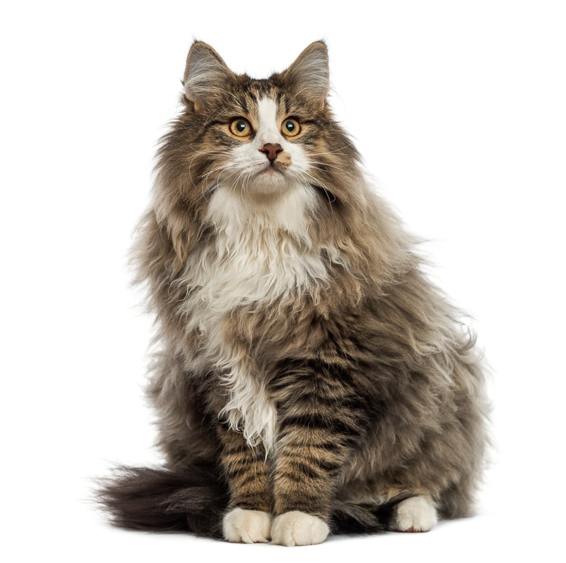 Norwegian Forest cat sitting, looking up, isolated