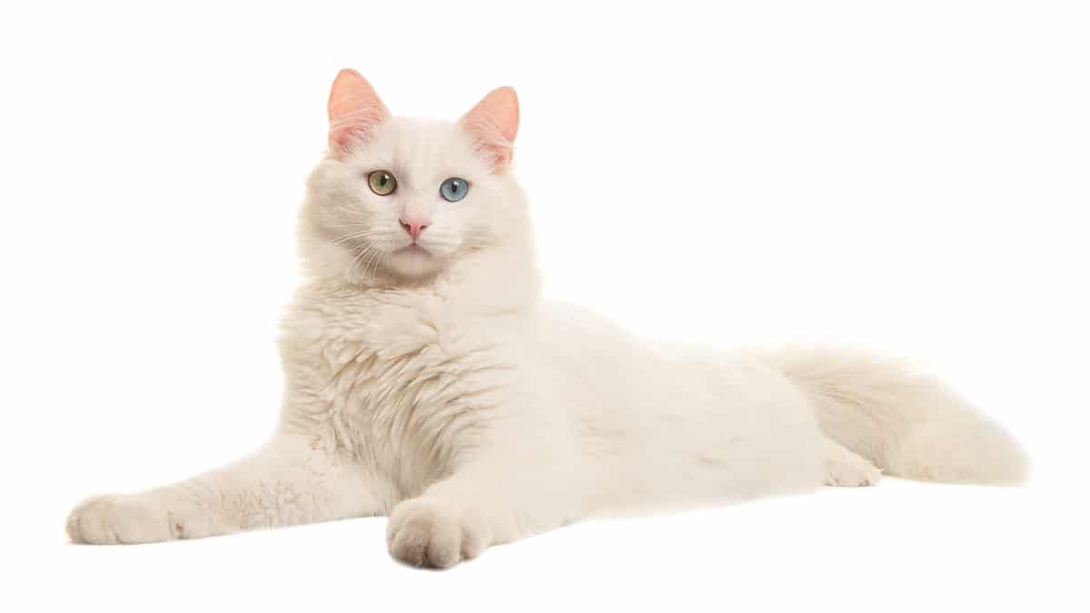 White turkish angora odd eye cat lying down seen from the side looking at the camera isolated on a white background