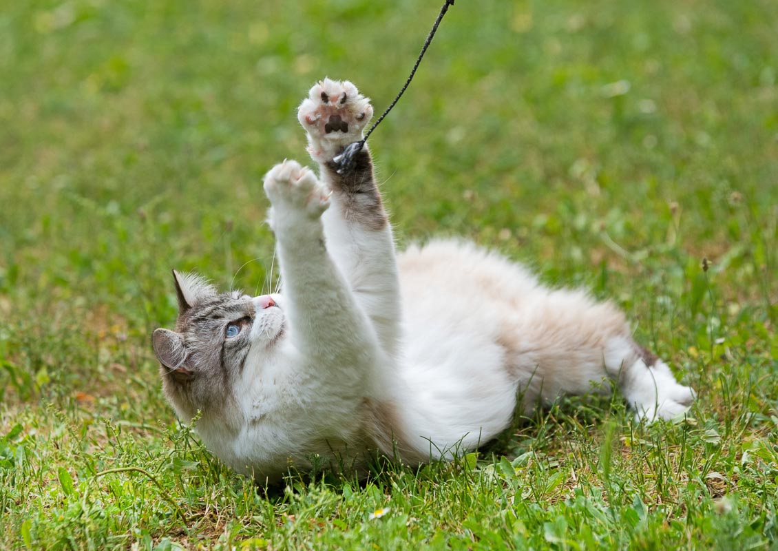 White Maine Coon Ragdoll kitten playing around on the grass.