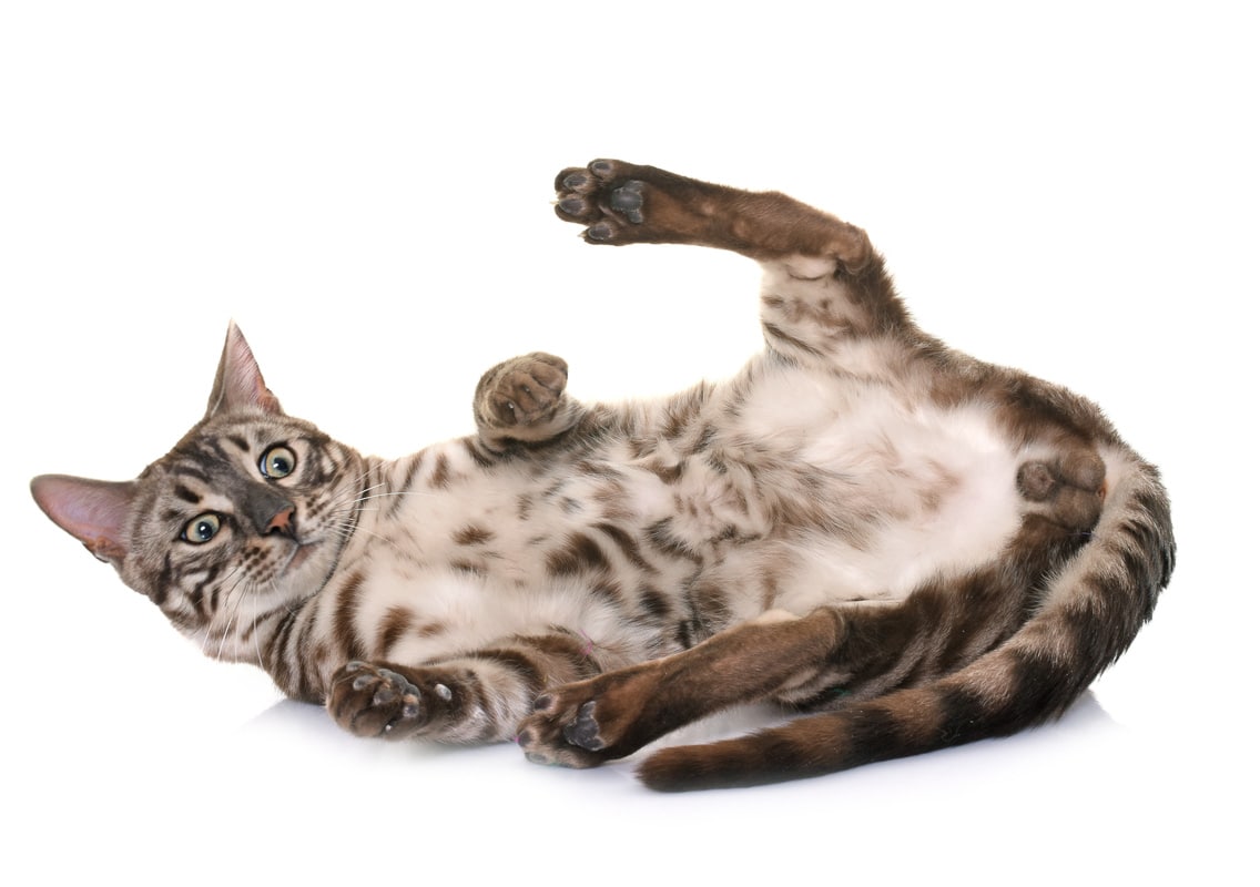 Bengal cat laying down on its back.