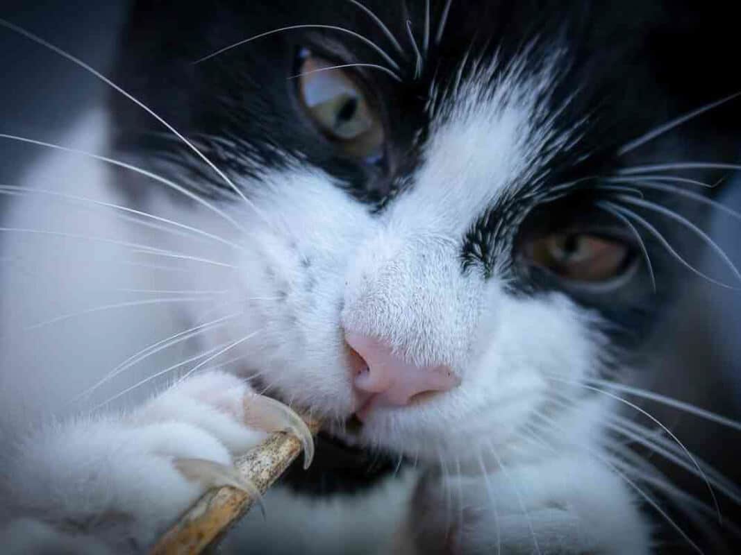 black and white cat-biting-stick