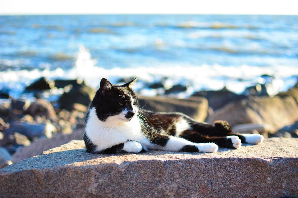 12 Best Black and White Cat Names You’ll Love