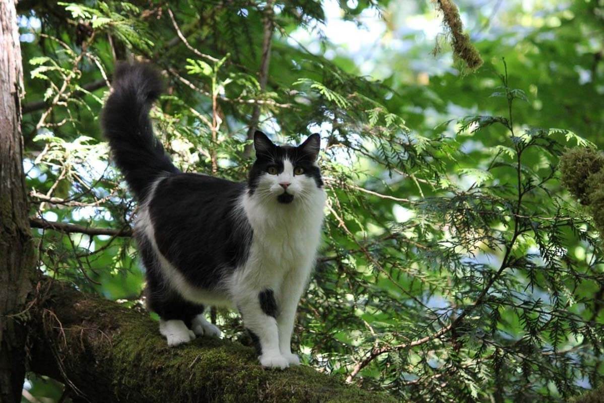 black and white cat on tree branch