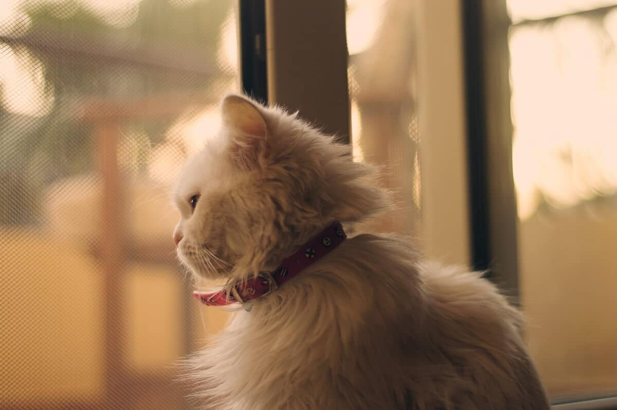 white cat-looking-out-window