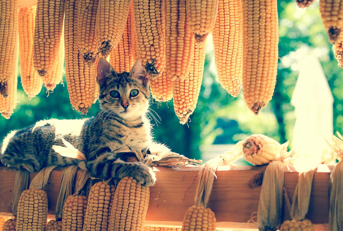 12 Best Cat Food Names You'll Love 8 cat with corn cobs for a cat food name