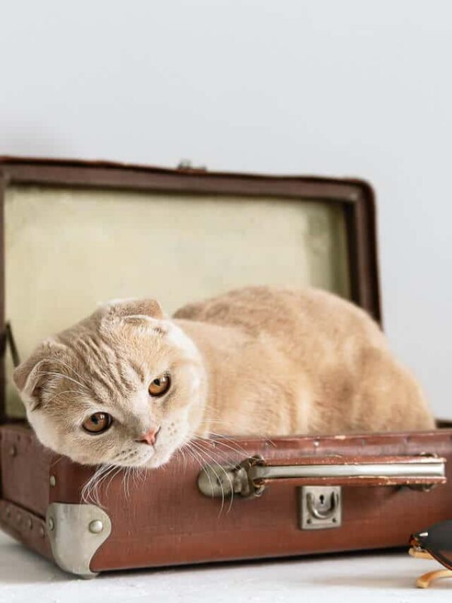 Best Cameras for Cat Collars Story The Discerning Cat