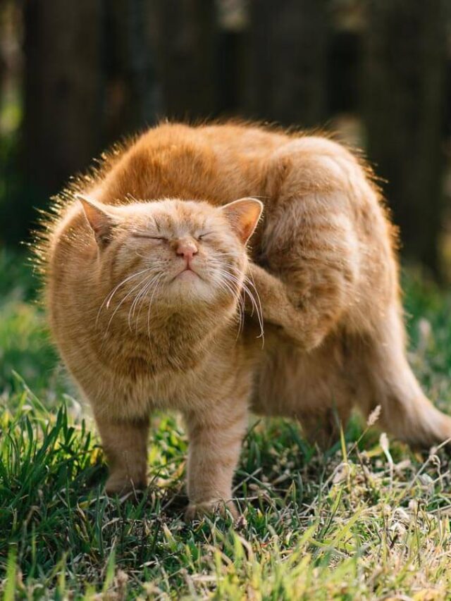 Best Flea Collars For Cats Story The Discerning Cat