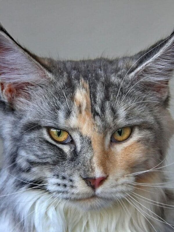 Close up shot of a Maine coon tabby cat with very pointy ears staring at the camera.