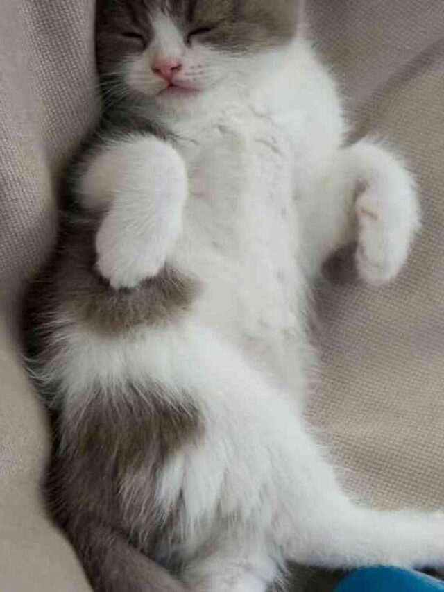 Why Does My Cat Sleep with Me? 4 Reasons You Should Know Story The