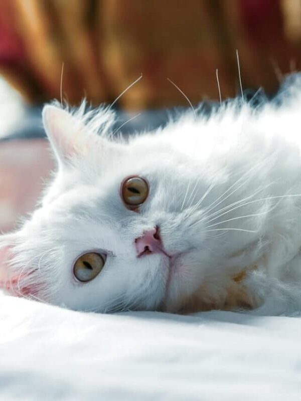 White Persian-cat lying on ground.