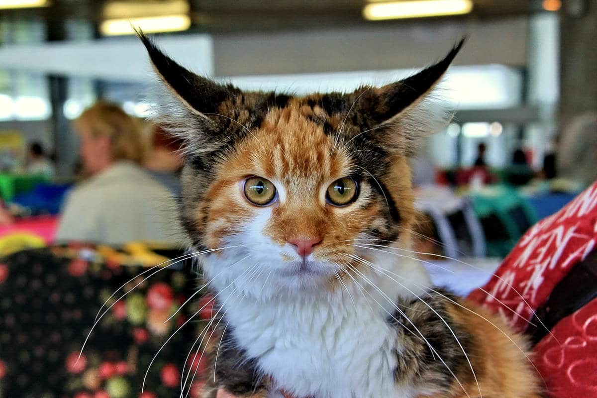 dark ginger maine coon cat stares are maine coon cats friendly