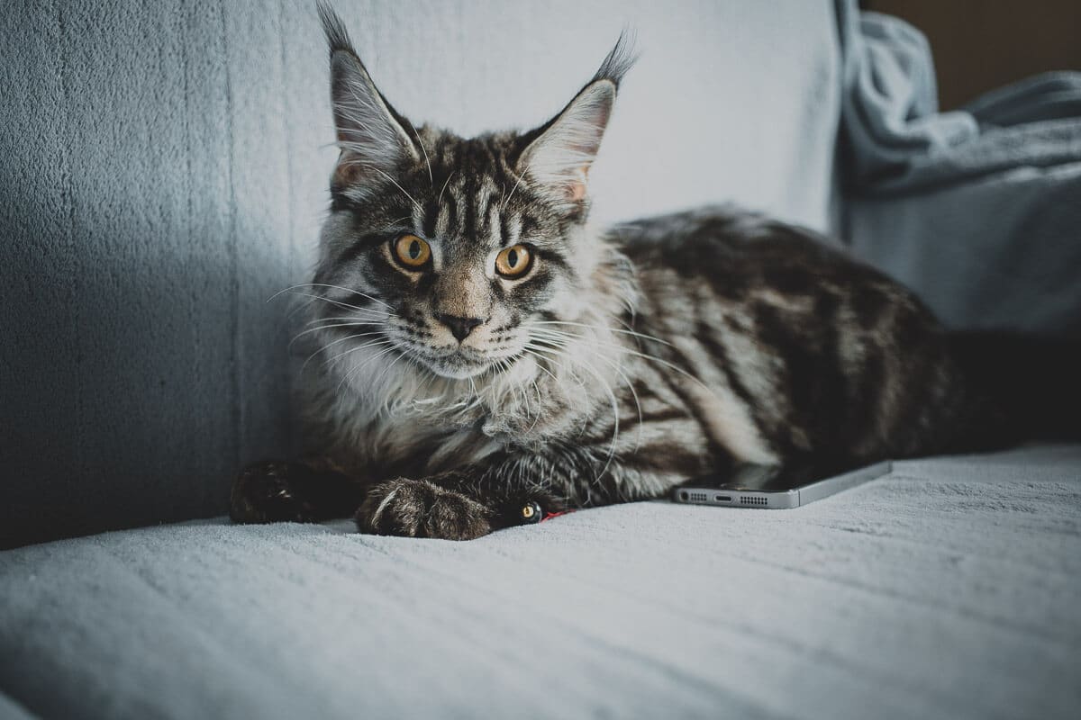 grey tabby maine coon