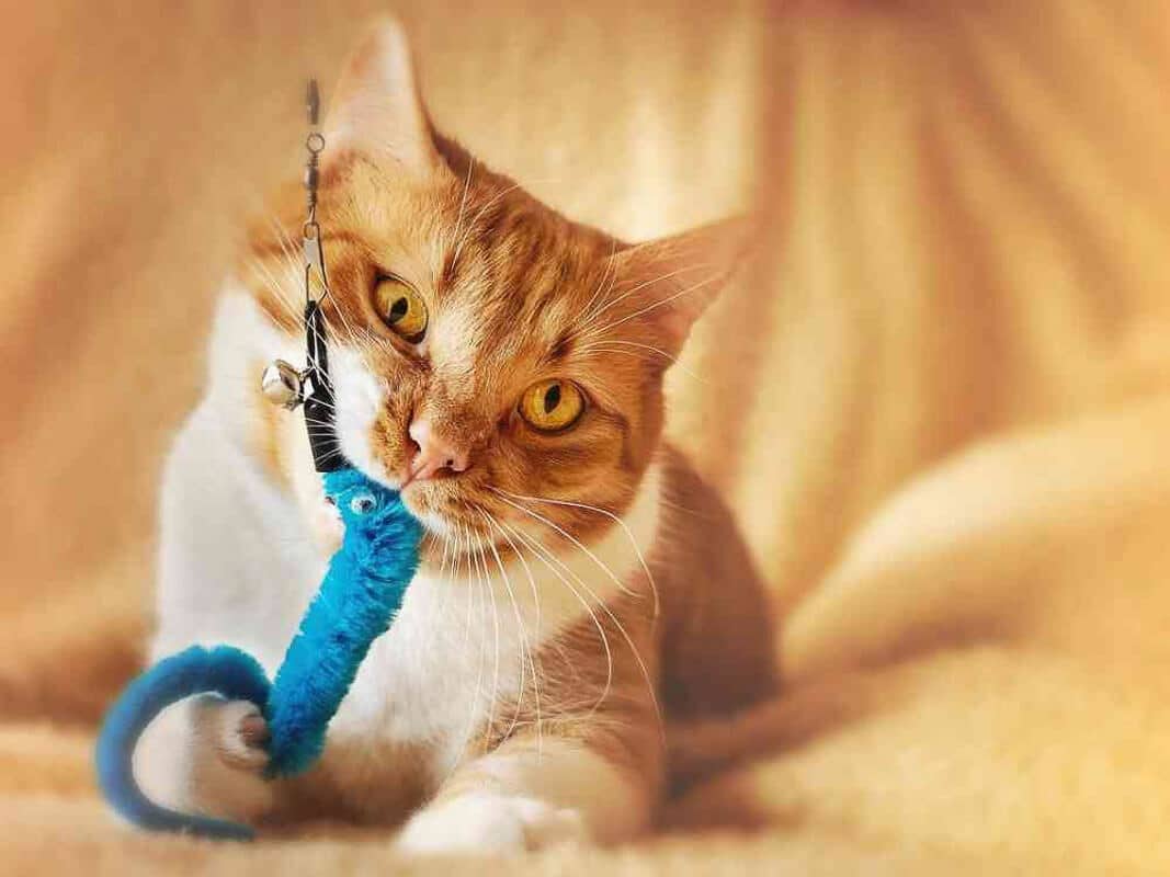 Ginger- cat chewing a toy.