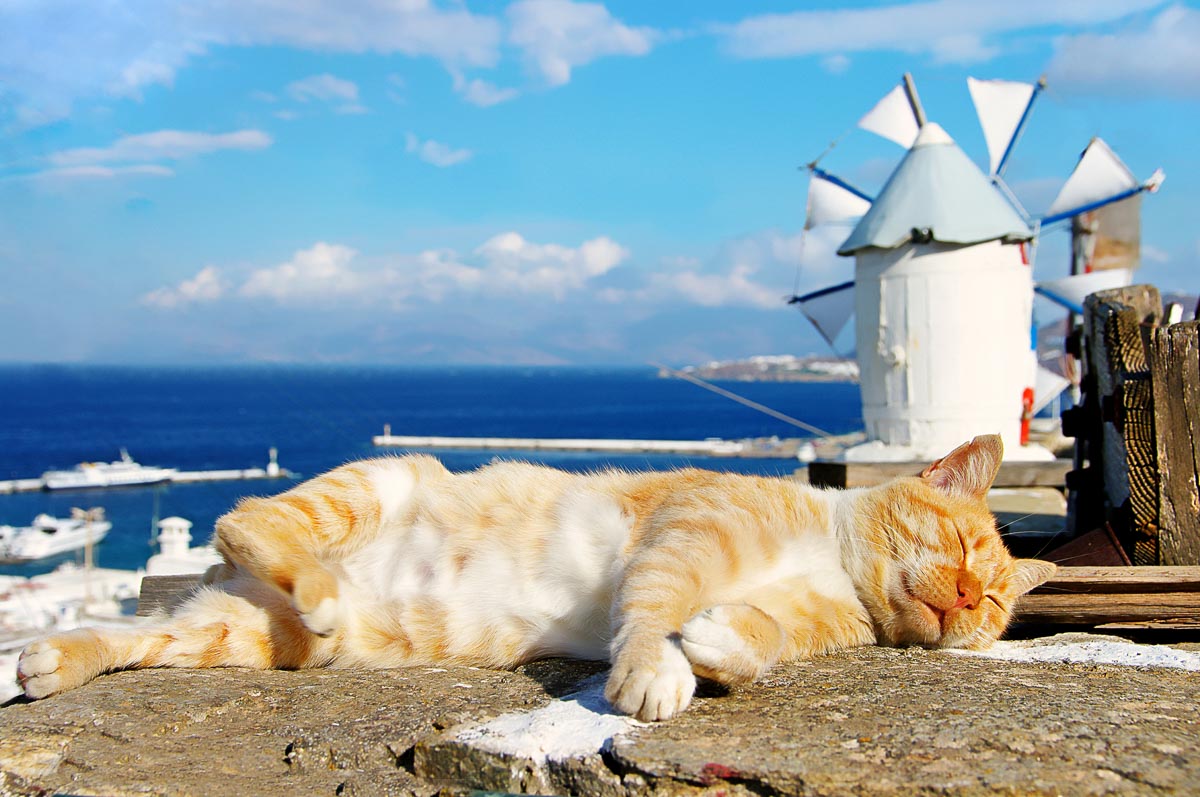 Коты в греции