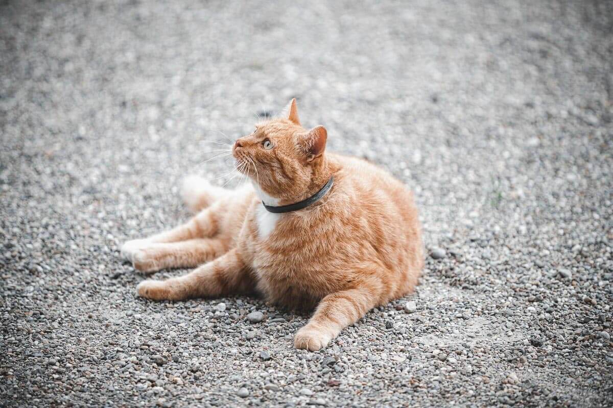 ginger cat-lying-on-pavement
