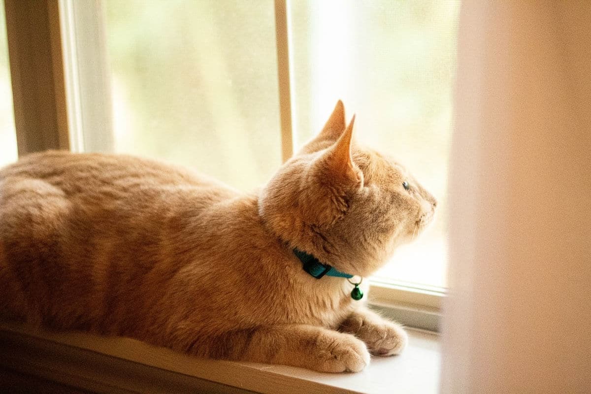 ginger cat-on-window-sill.