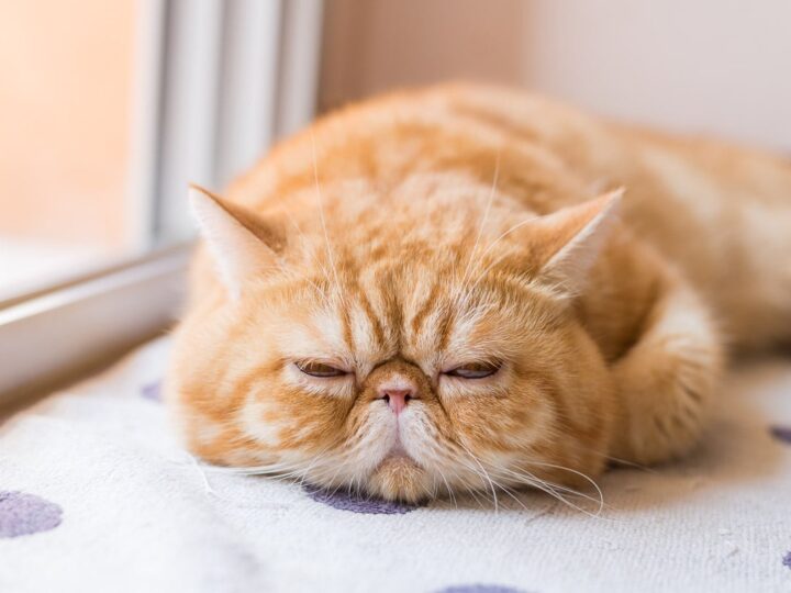 Why Doesn’t My Cat Purr? 6 Reasons You Should Know