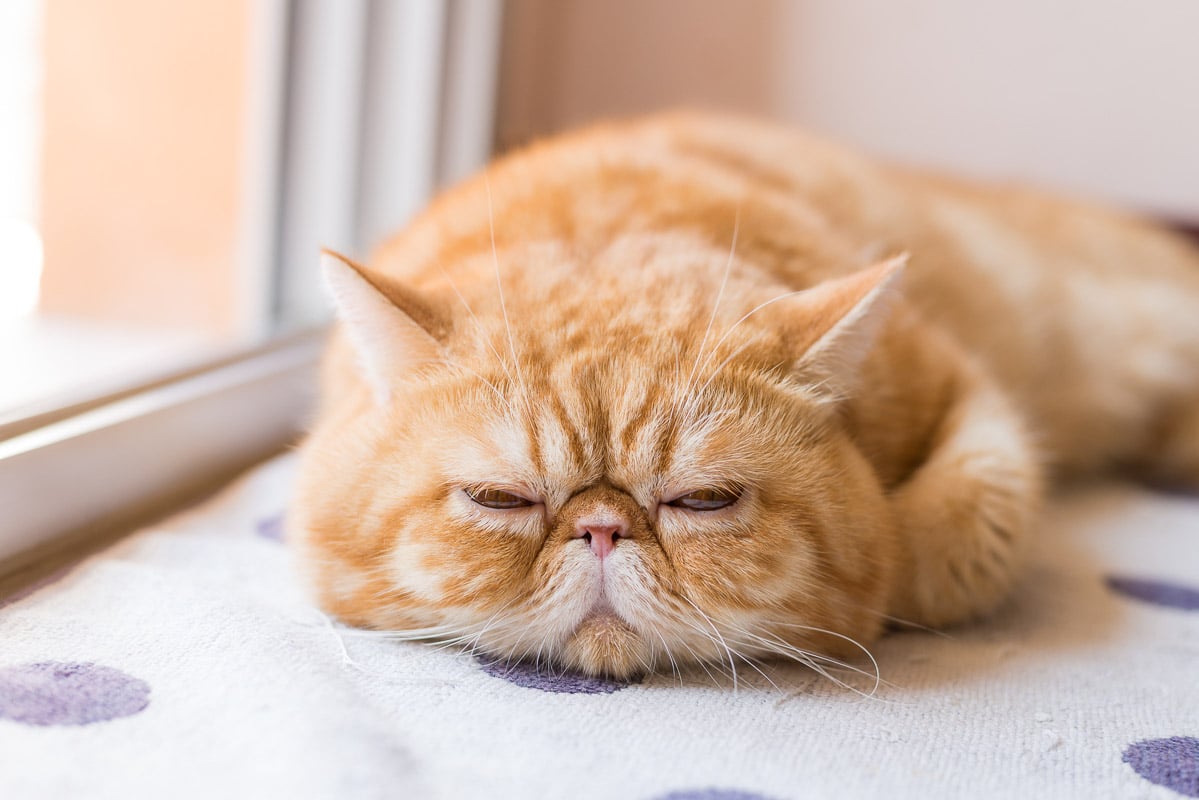 Ginger exotic short hair cat sleeping.