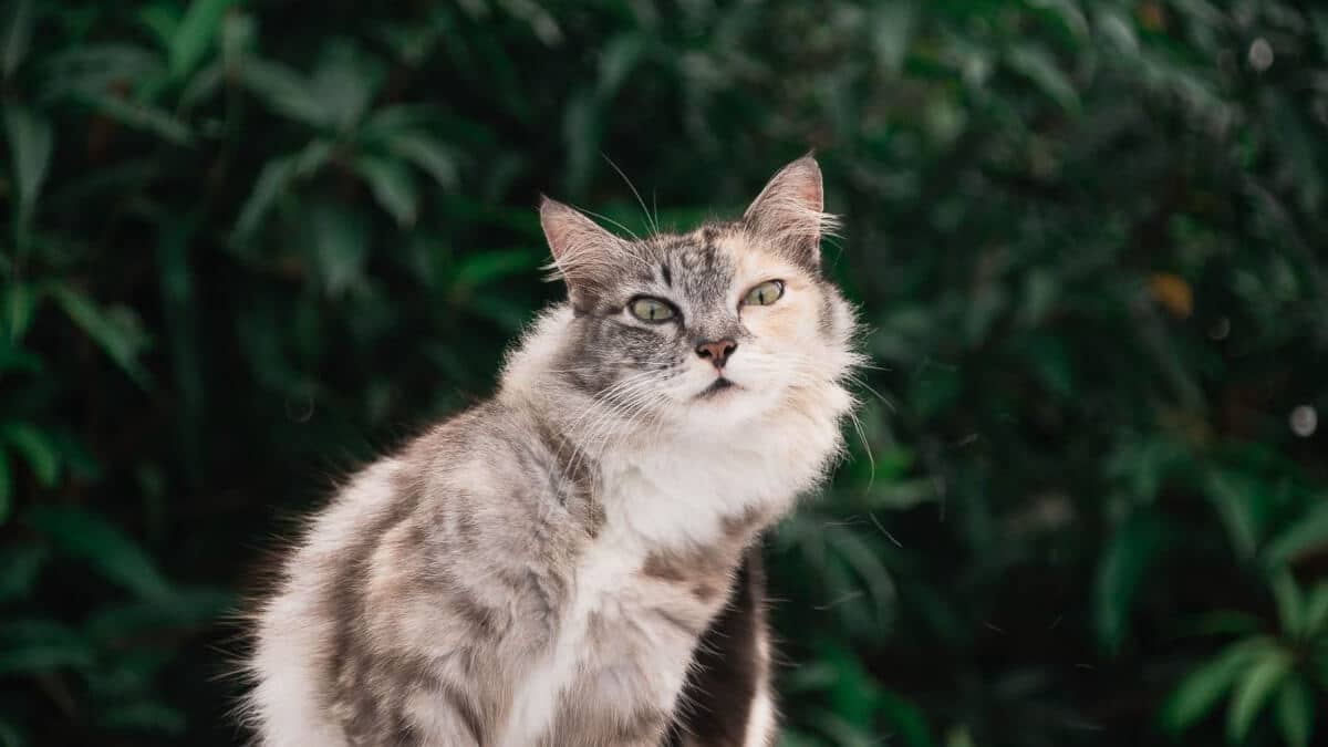 5 Best Cameras for Cat Collars 2023 14 grey and white cat with green trees in background
