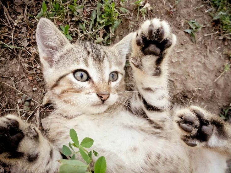 kitten with paw up lying in the dirt
