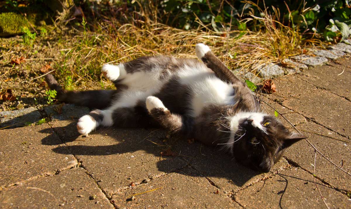 Cat rolls around in the sun