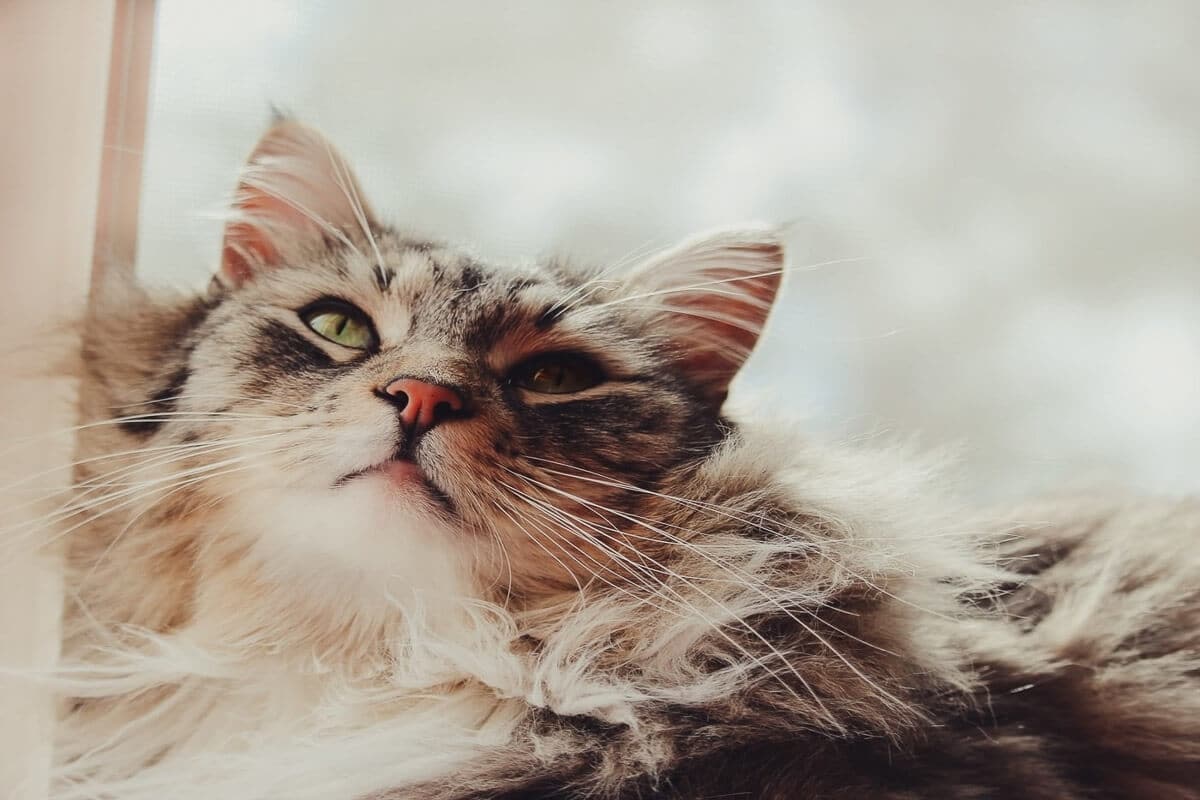 maine-coon-cat looking up