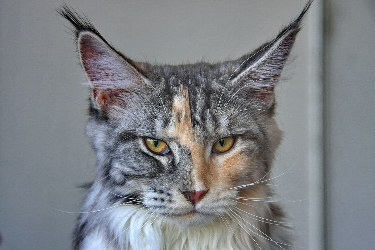 Maine Coon Personality 11+ Things You Need to Know I The Discerning Cat