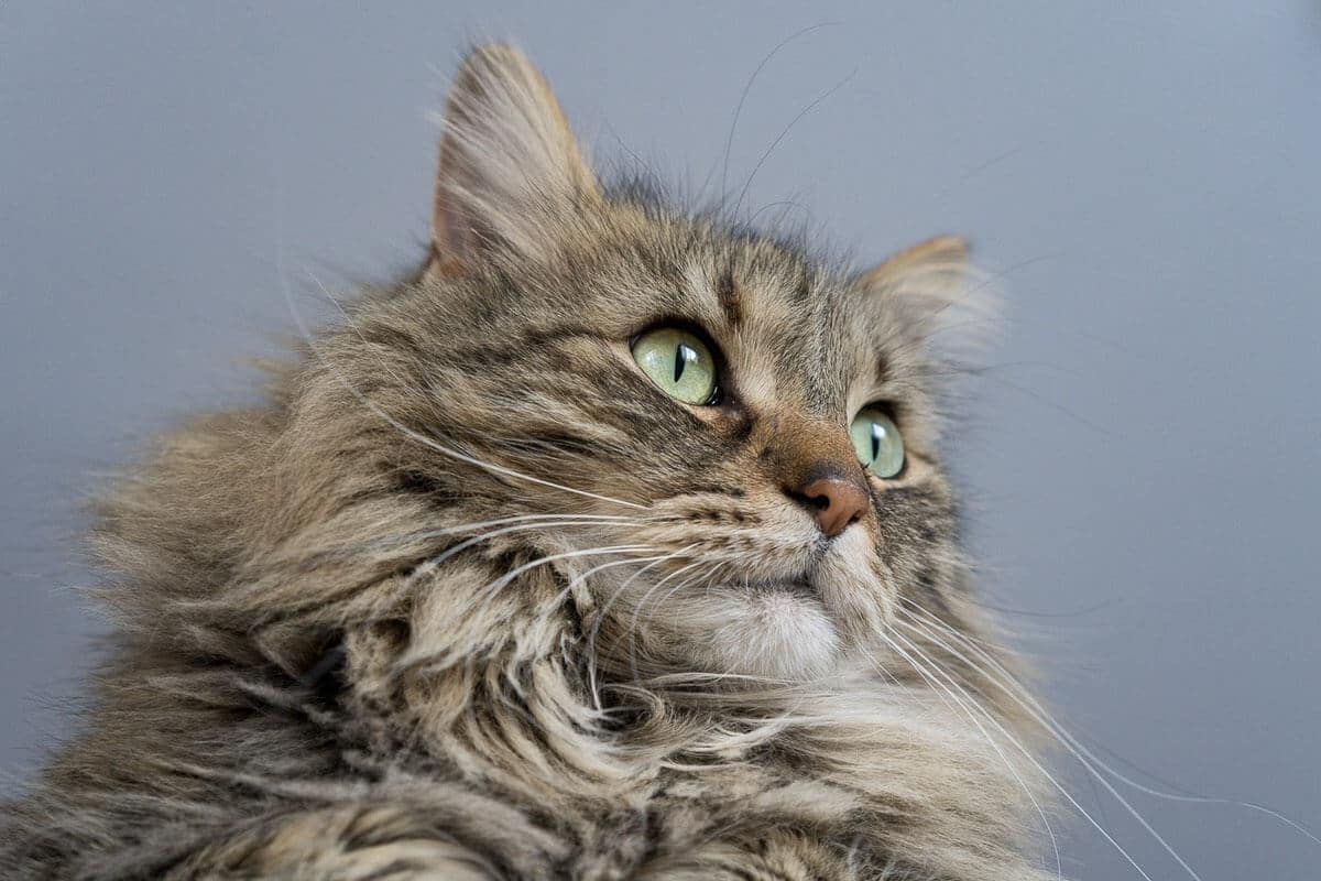 Greyish Maine Coon cat with green eyes looking at something.