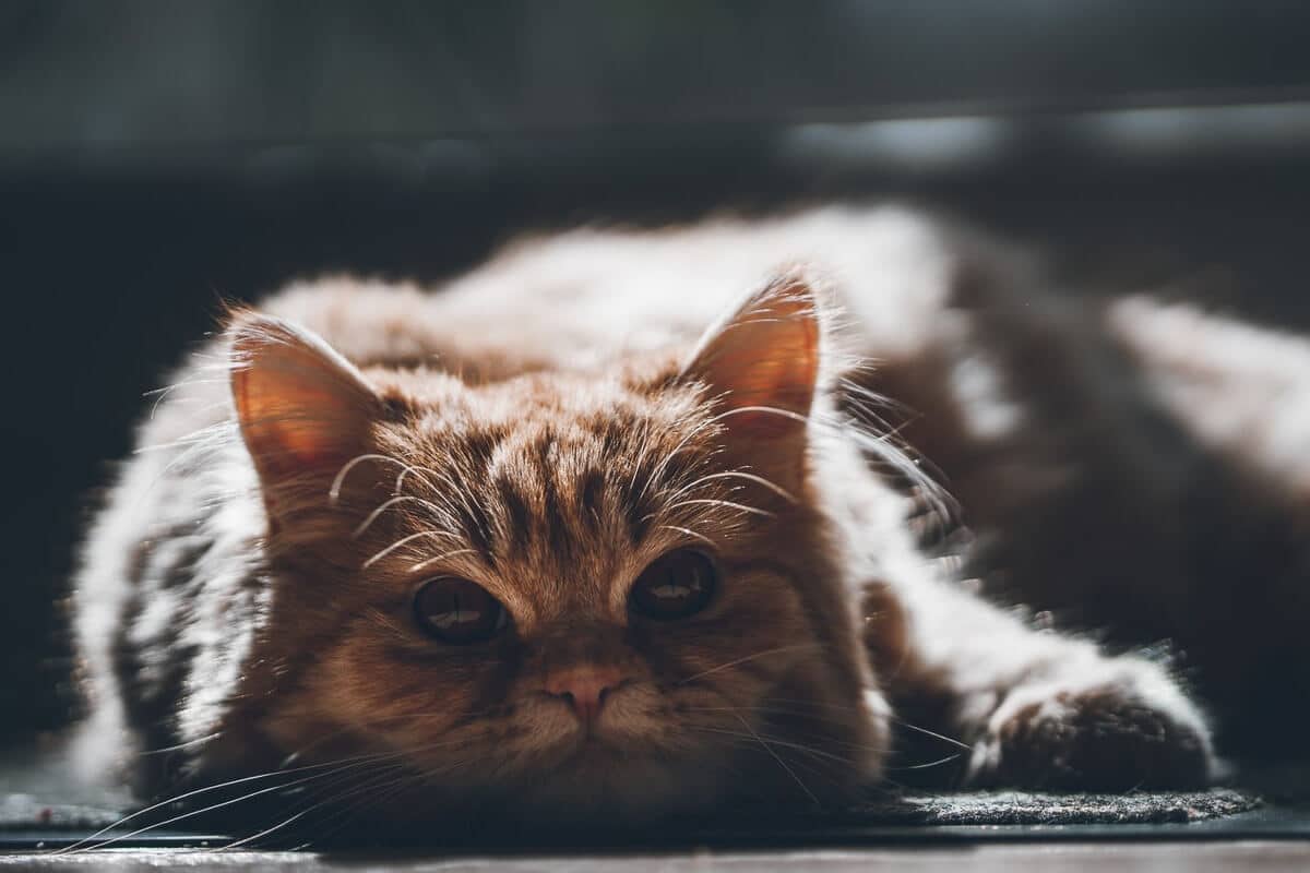 16 Best Disney Cat Names You'll Love 6 tabby persian cat lying down