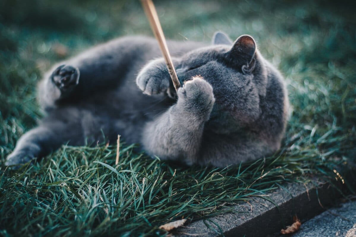 photo d'un chat bleu russe jouant avec un bâton en bois brun, couché sur l'herbe
