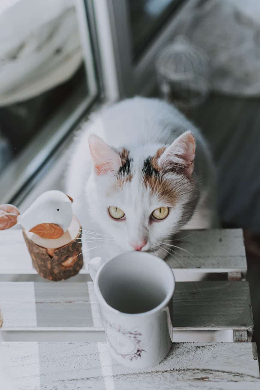 white and brown cat on brown wooden table