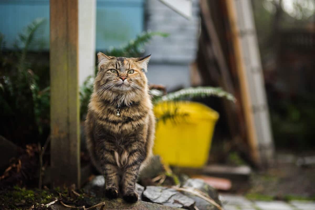 tabby cat outdoors