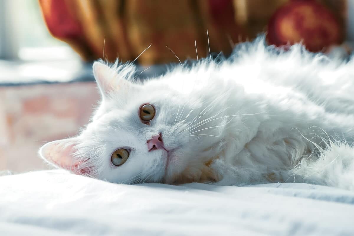 bianco-persiano-gatto sul lato sdraiato a terra