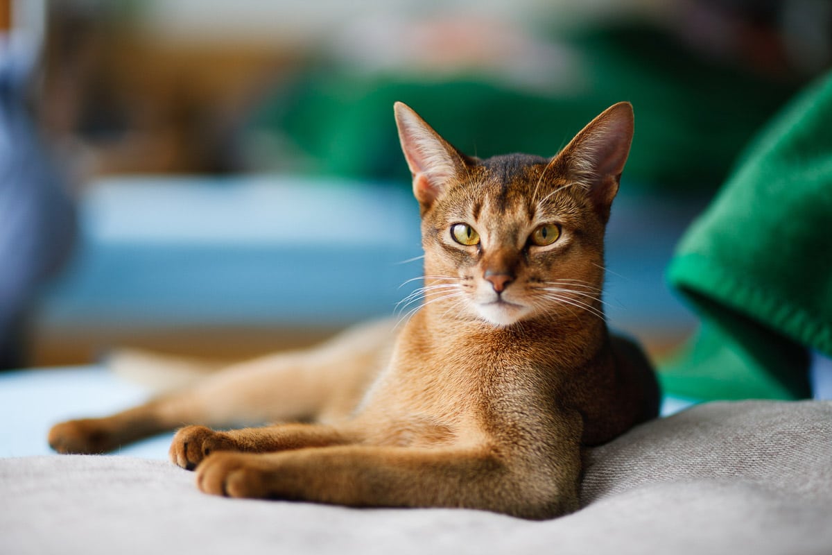 joven gato abisinio en acción