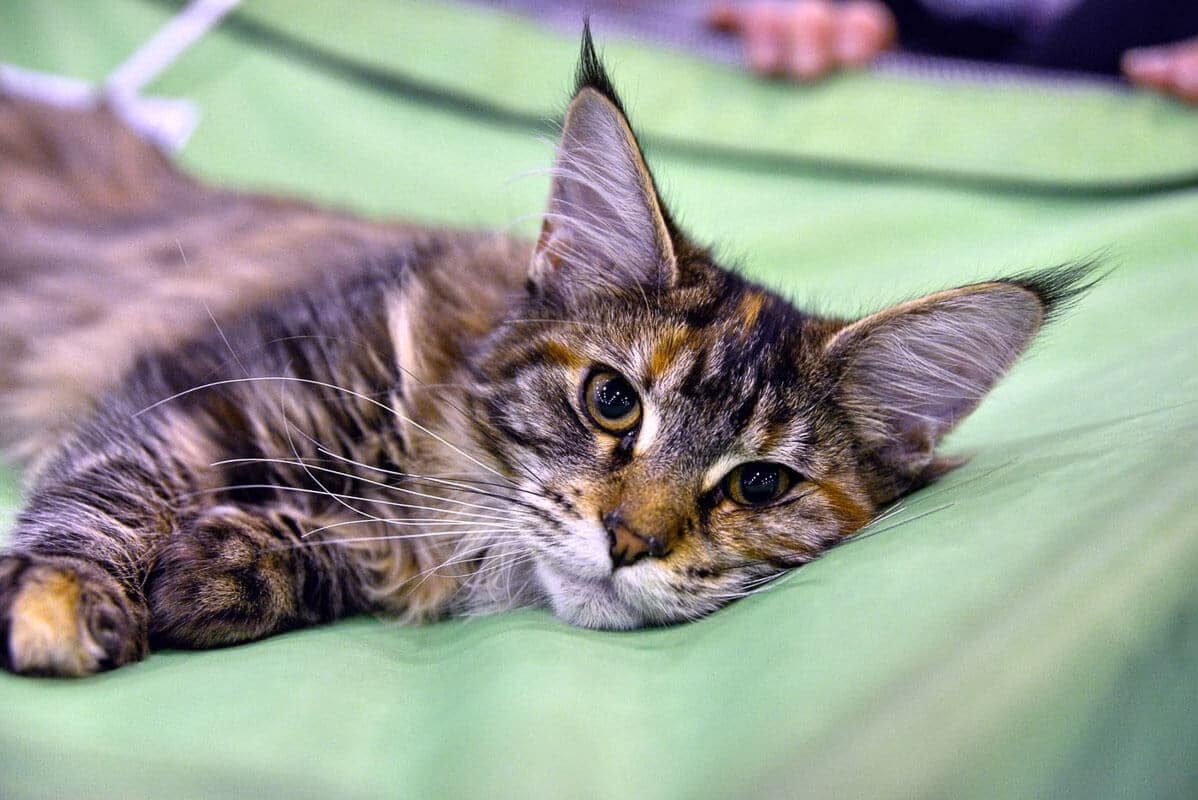 young-maine-coon cat lying down