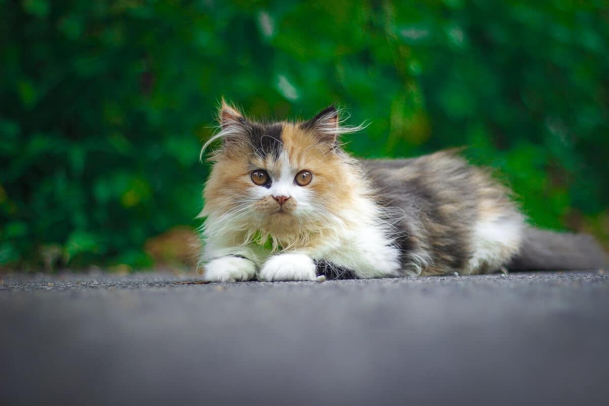 young-tabby persian-cat lying on pavement outside