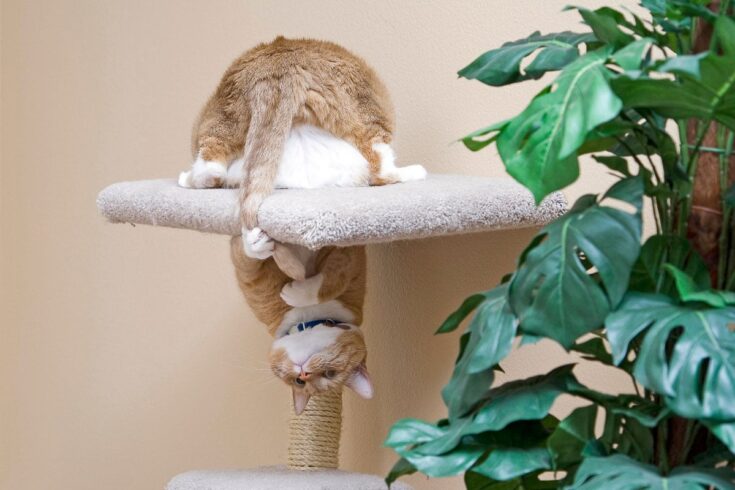 Ginger cat upside down on a scrtching tree