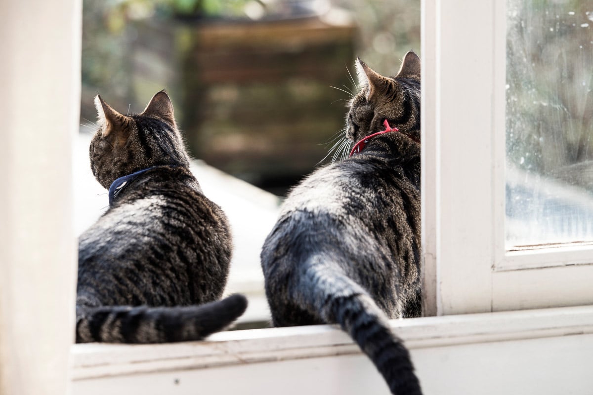 Why Do Cats Chase Their Tails 5 Things You Need To Know I Discerning Cat