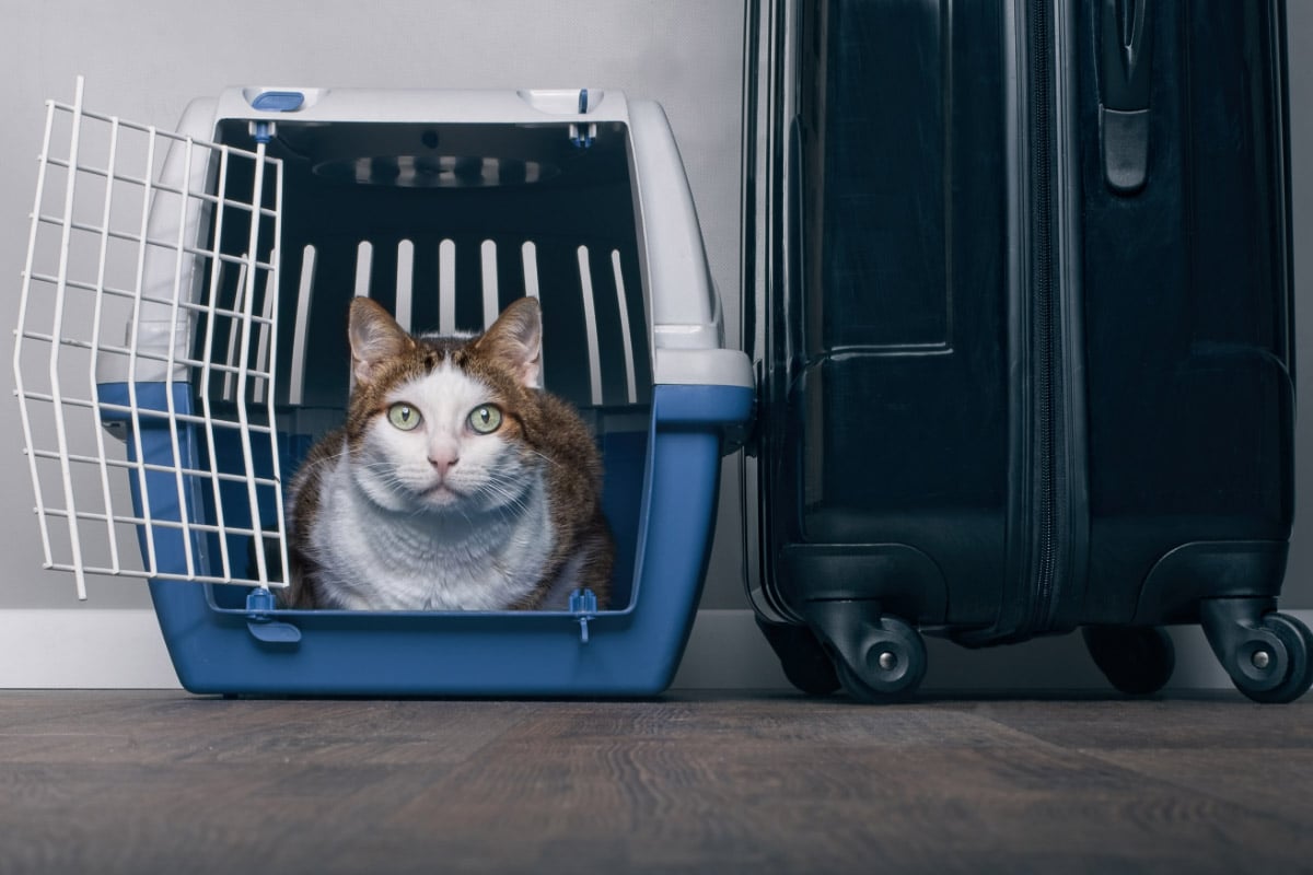 cat travel ideas